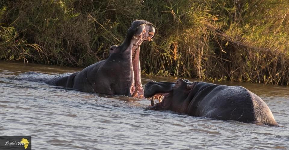 Hippomoon Lodge Game Reserve Hoedspruit Buitenkant foto