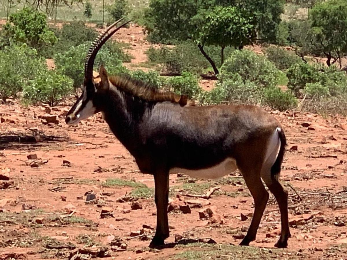 Hippomoon Lodge Game Reserve Hoedspruit Buitenkant foto