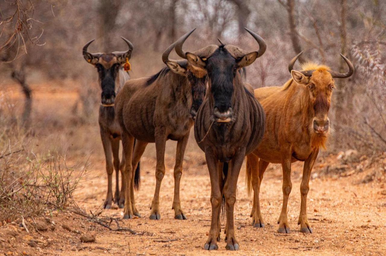 Hippomoon Lodge Game Reserve Hoedspruit Buitenkant foto