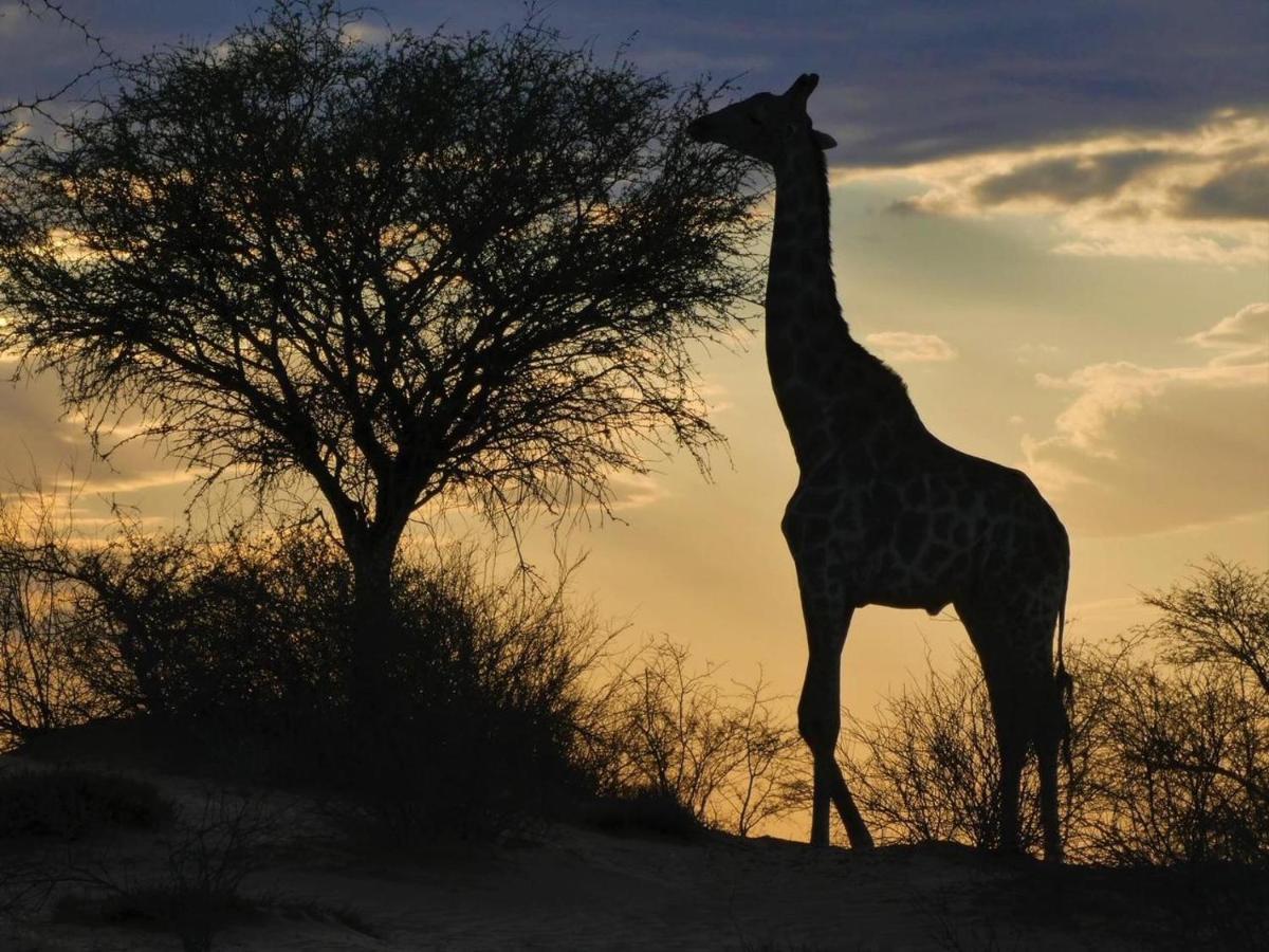 Hippomoon Lodge Game Reserve Hoedspruit Buitenkant foto